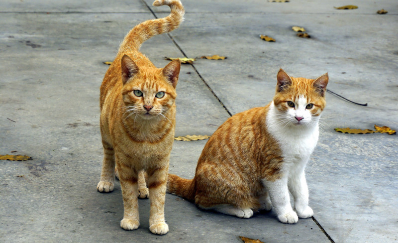 Katzen suchen ein Zuhause: Tiervermittlung in Bochum