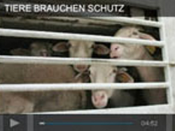 Gefangene Kühe im Tiertransport