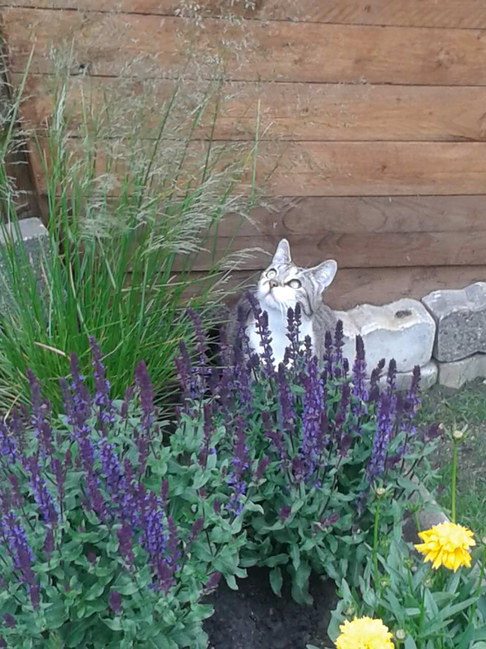 Gartenabsicherung, Katzengarten