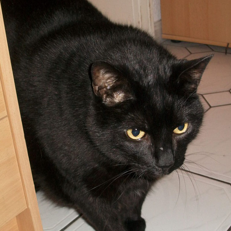 Mehr über den Artikel erfahren Kater Moogli – *2006 †4. Mai 2020