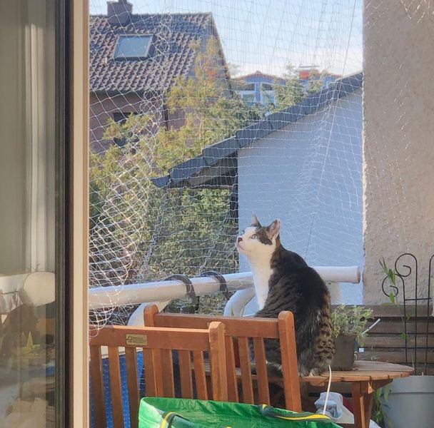 Kater Pauli auf seinem Balkon.