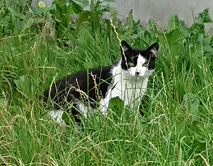 Seniorenkatzengruppe sucht neues Zuhause