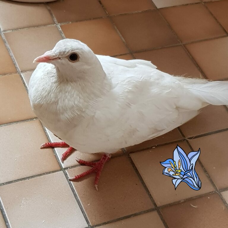 Mehr über den Artikel erfahren Rettung von 5 Hochzeitstauben in Herne