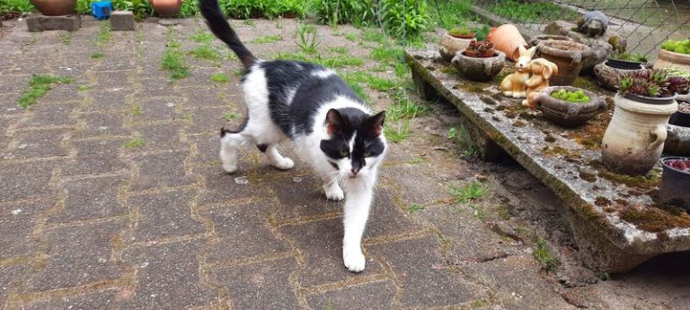 Juni 2022 – Große Operation für Katze Mimi aus Castrop-Rauxel