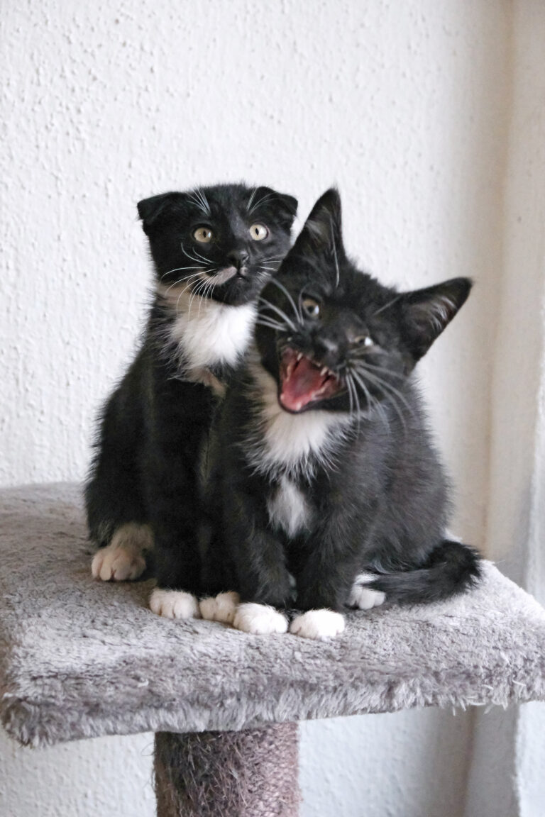 Mehr über den Artikel erfahren Oktober 2025