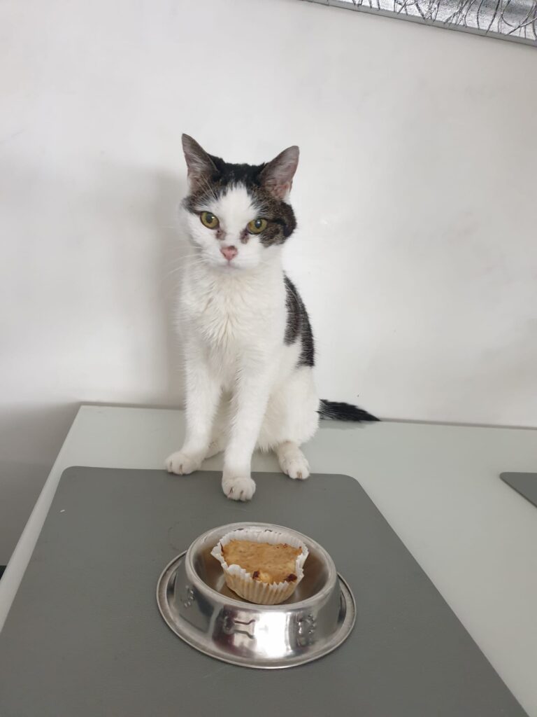 Mehr über den Artikel erfahren Suri *1. September 2008  †27. März 2026