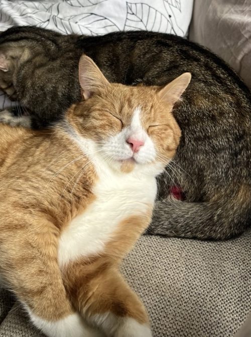 Screenshot_20260104_110916_Chrome